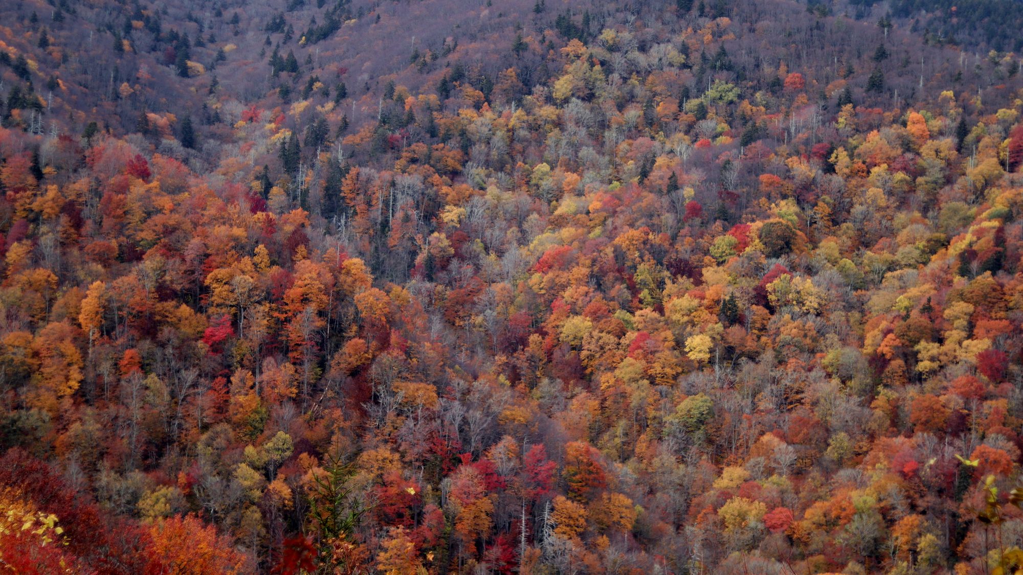 shot of the foliage on the hills of great smoky mountains national park